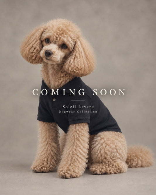 ネイビーのポロシャツを着たトイプードル。Soleil Levant Dogwear Collection、COMING SOON。